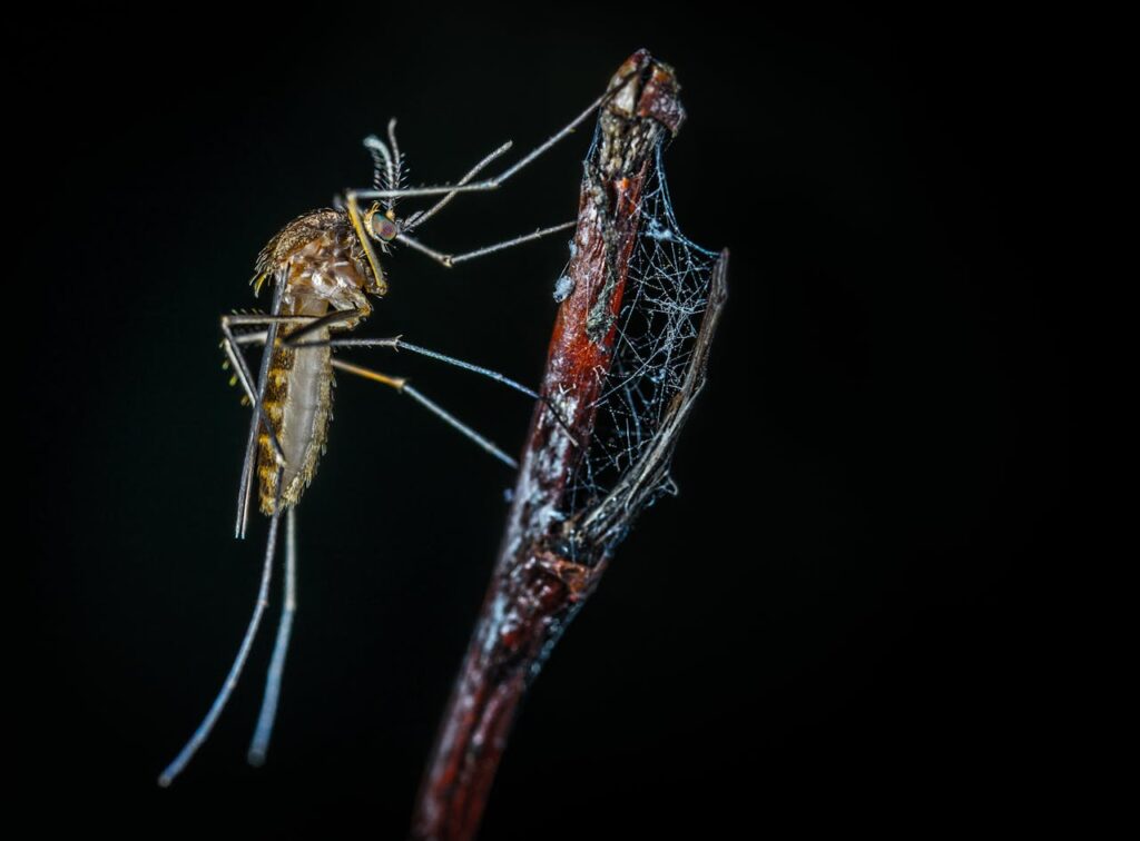 fase mais perigosa da dengue